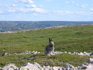 1 van de 14 zoogdieren op Newfoundland, de poolhaas (Artic Hare) | Gros Morne National Park